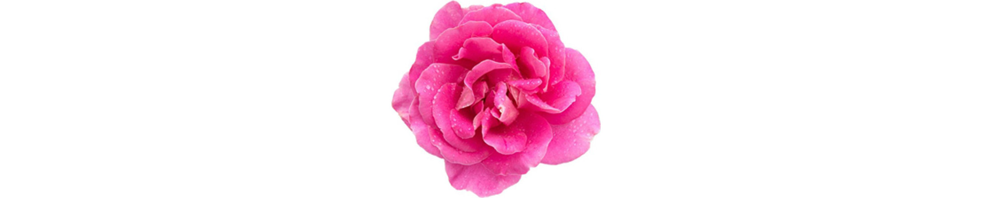 Rosa de Bulgaria: Cosmética Natural de Lujo | Farmalinea Skincare
