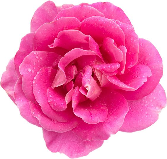 Rosa Damascena de Bulgaria - Farmalinea cosmética natural de lujo